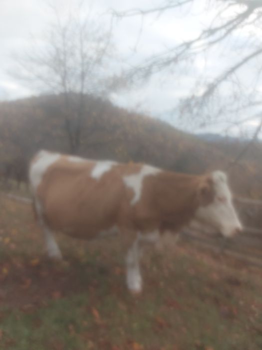 Vând vaca de ținut sau abator