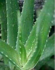 "Алоэ" 5 лет лечебное 5000тг