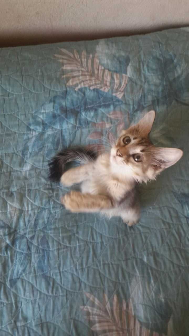 Отдам бесплатно 3x красивых котят в добрые и ответственные руки.