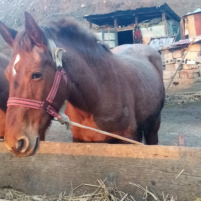 Vând iapa și mânza de 8 și 2 ani garantate la căruță amandoua