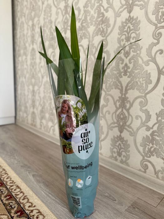 Домашние растение 4000тг