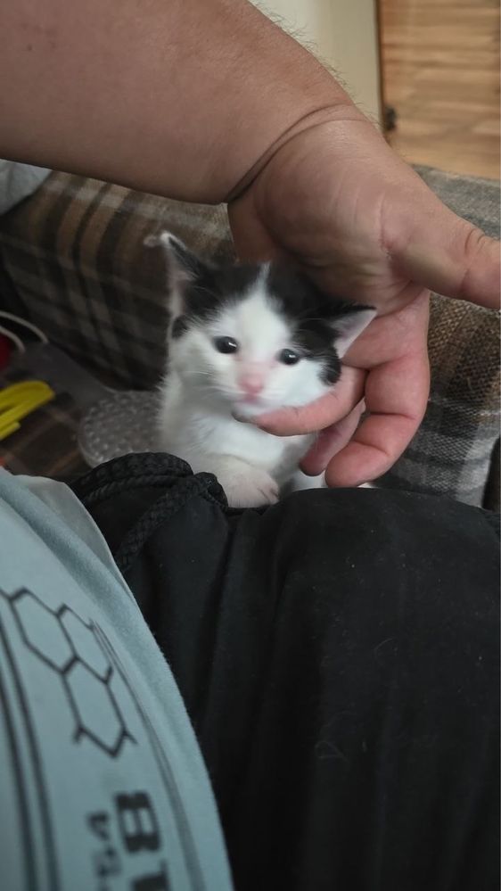 Котята даром отдаю