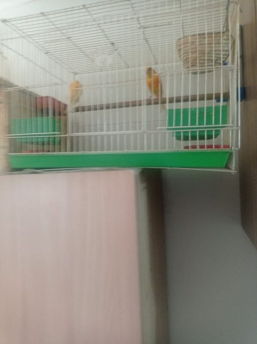 Продам Б/У клетку с кормушками и поилкой. за 8000 тенге.