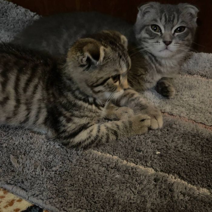 Продаются котята 3 с половиной месяца скотишфулд британцы