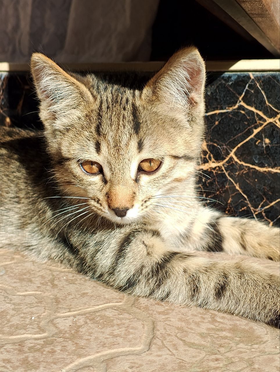 Котята даром в добрые руки