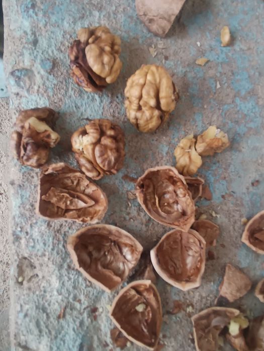 Yongʻoq sotiladi 20000 kilosi