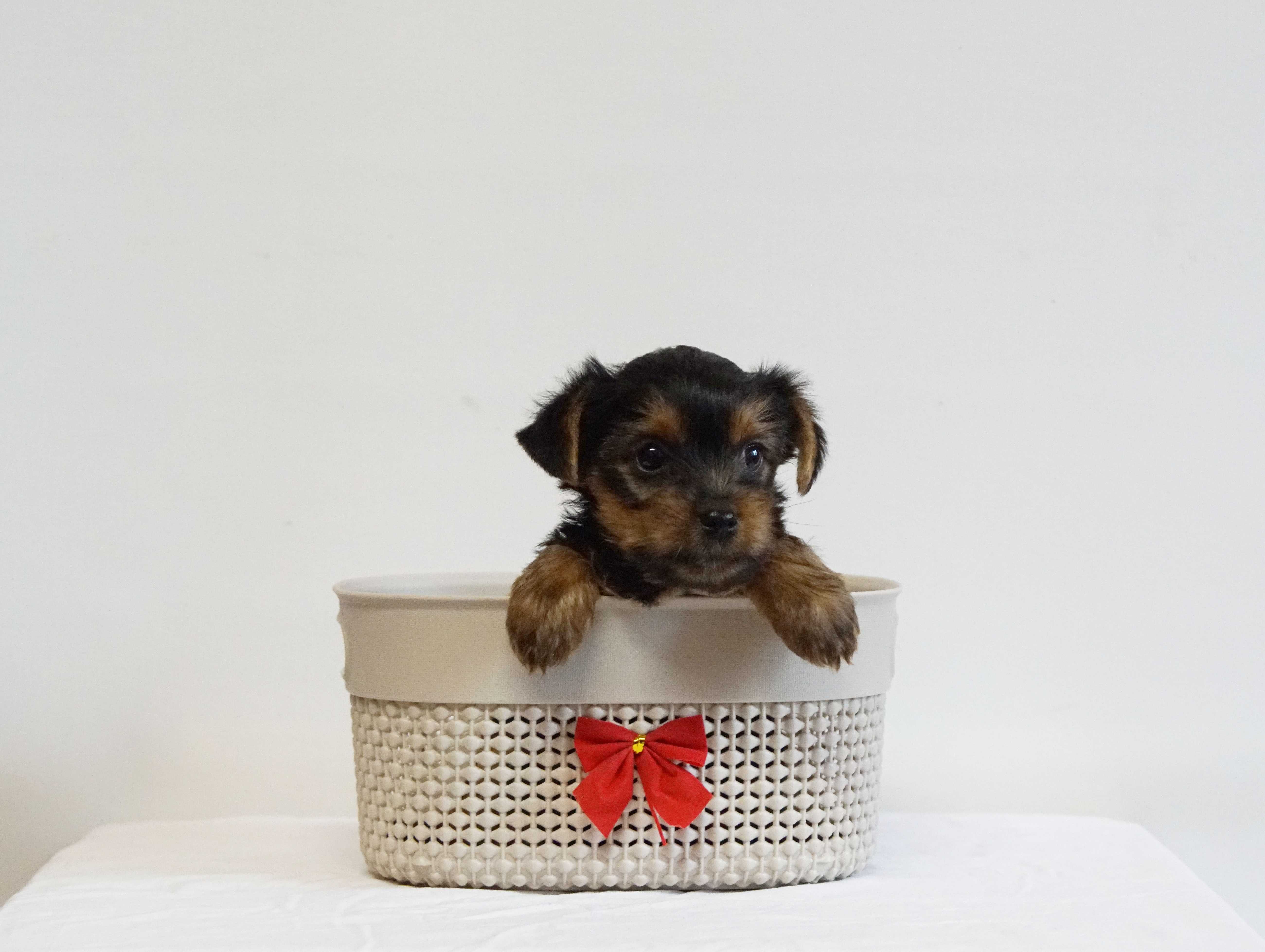 Yorkshire Terrier Mini Toy