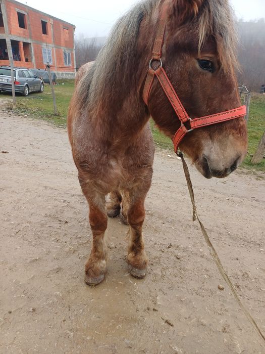 Manz de vanzare de un an si 7 luni