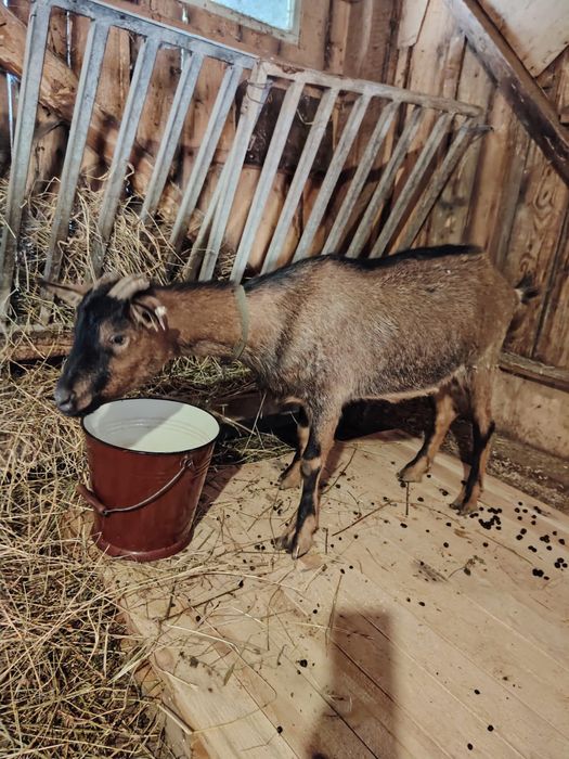 Capra Alpin Franceza