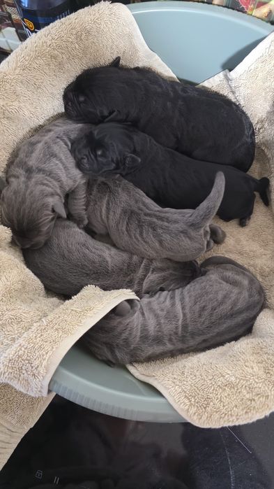 Cane Corso pui Părinți Campioni Arbitrați ACHR FCI