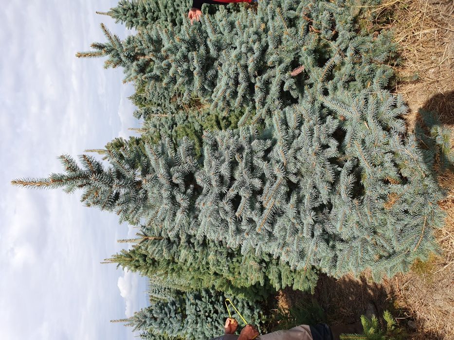 Brazi argintii si verzi tuia smarald Leylandi