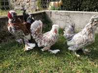 Продавам яйца и пилета от Струмска кокошка бантам