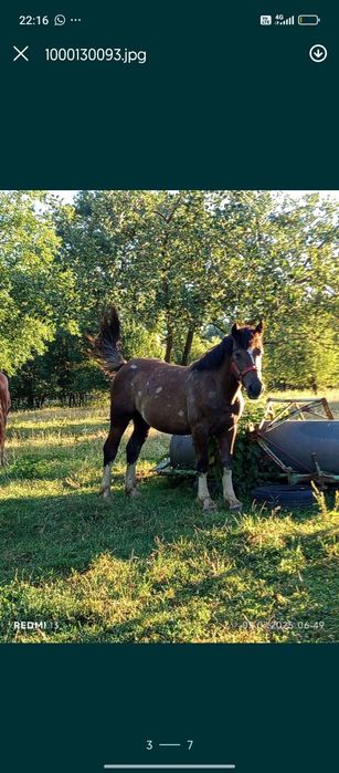 Vând mânză semigreu romanesc