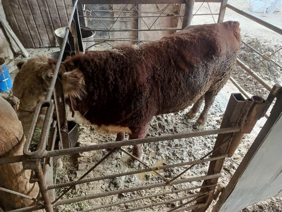 Бука сотилади. .