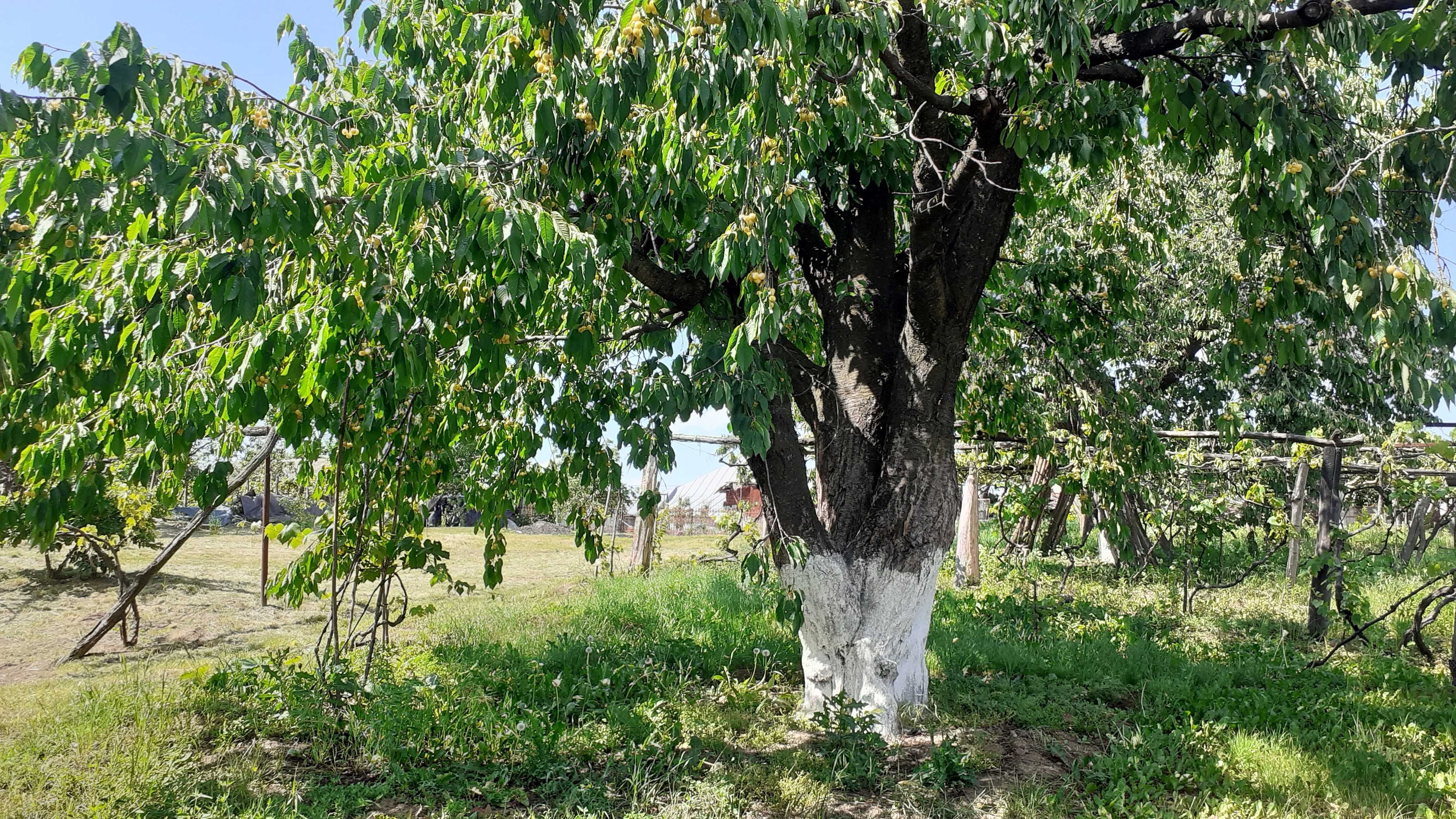 Cireșe albe și cireșe amare foarte bune pentru dulceață, compot