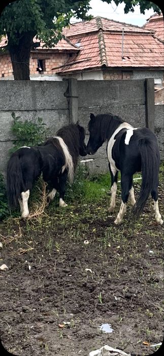 De vanzare poneu armasar de 6 ani fff bland invatat cu copiii garantat