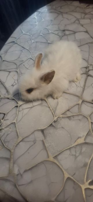 Продам декоративных кроликов