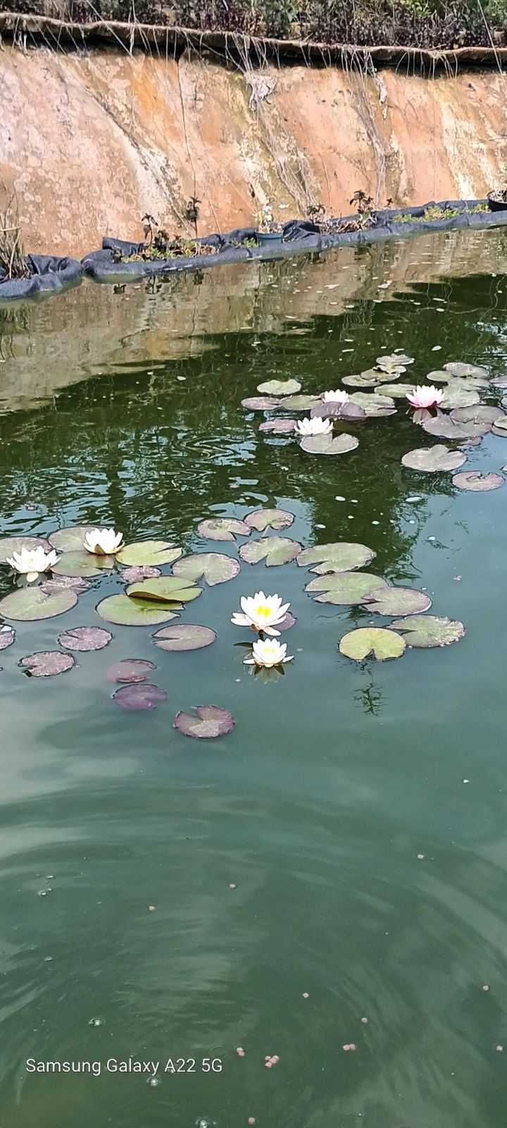 Водна лилия корен