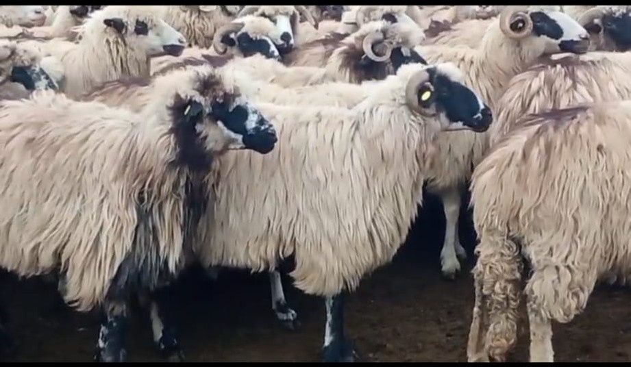 Oi țurcane de vânzare