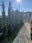 Tuia leylandii inaltime 2m 2.50m