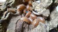 Isopode, Izopode - Porcellio scaber Orange terariu ecosistem