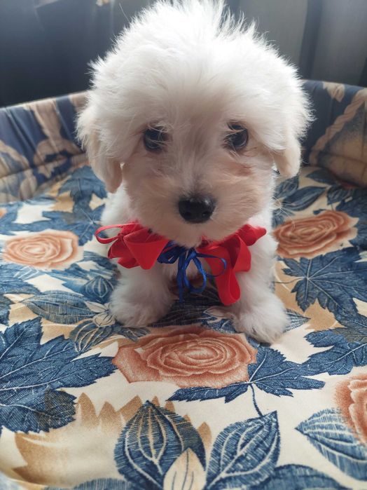 Bichon havanez(părinti cu pedigree)