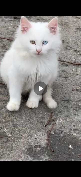 Donez pisica (motan)