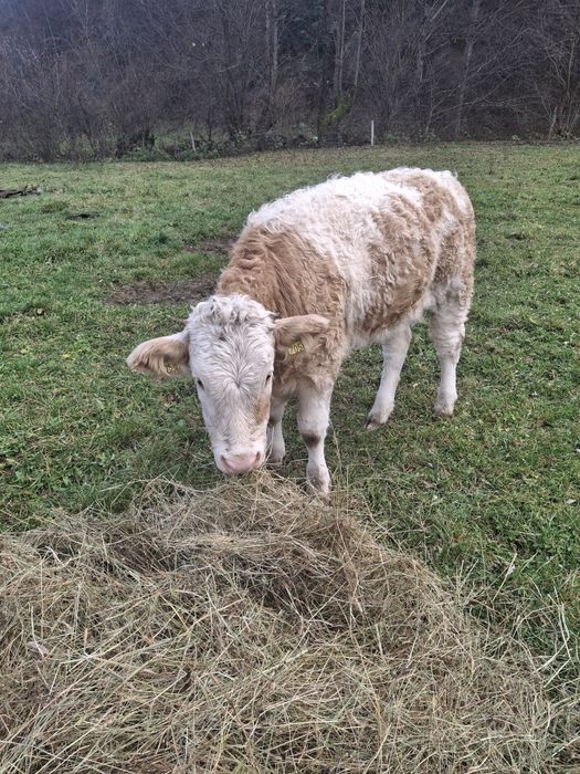 Vând doua vițele în vârstă de 6 luni Baltate Românești.