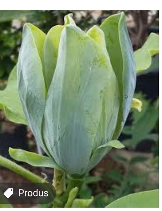 Magnolia Galbena si Albastra