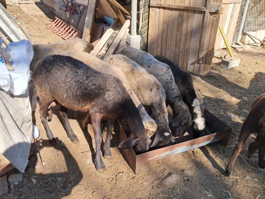 Продавам 6 бр. Черноглави Овце и 1 бр.Коч