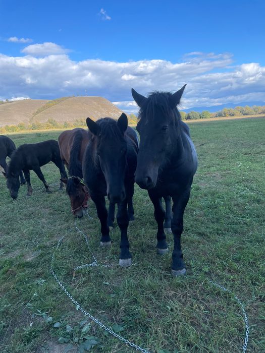 Vând manze de un an jumate