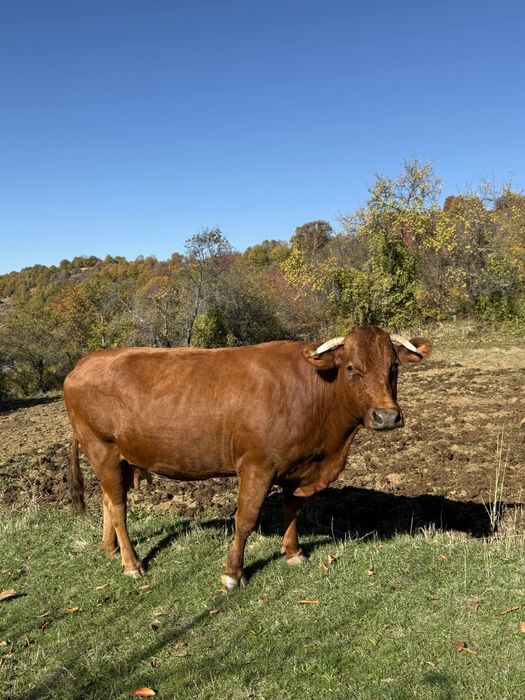 Продавам стелна крава