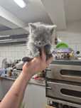 British shorthair