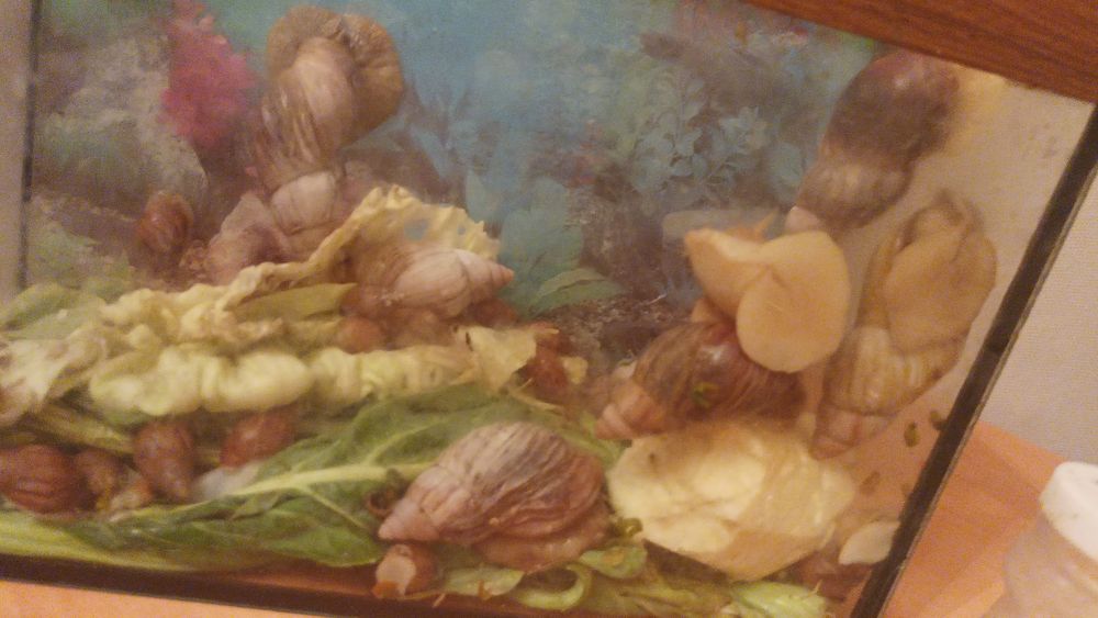 Продам улиток ахатинрк