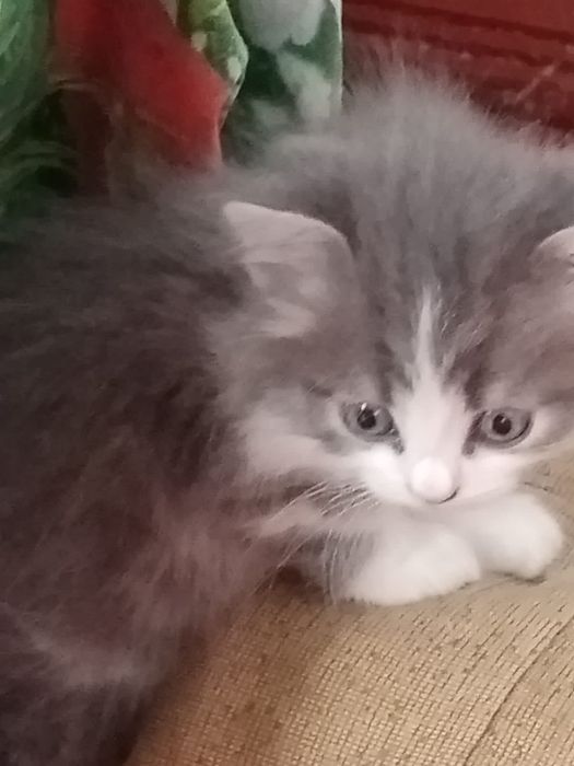 Котята в добрын руки