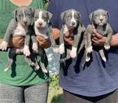Американски син питбул /American pitbull blue nose