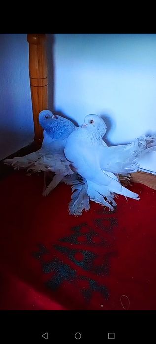 Vând/schimb o pereche de porumbei jucatori rostowi