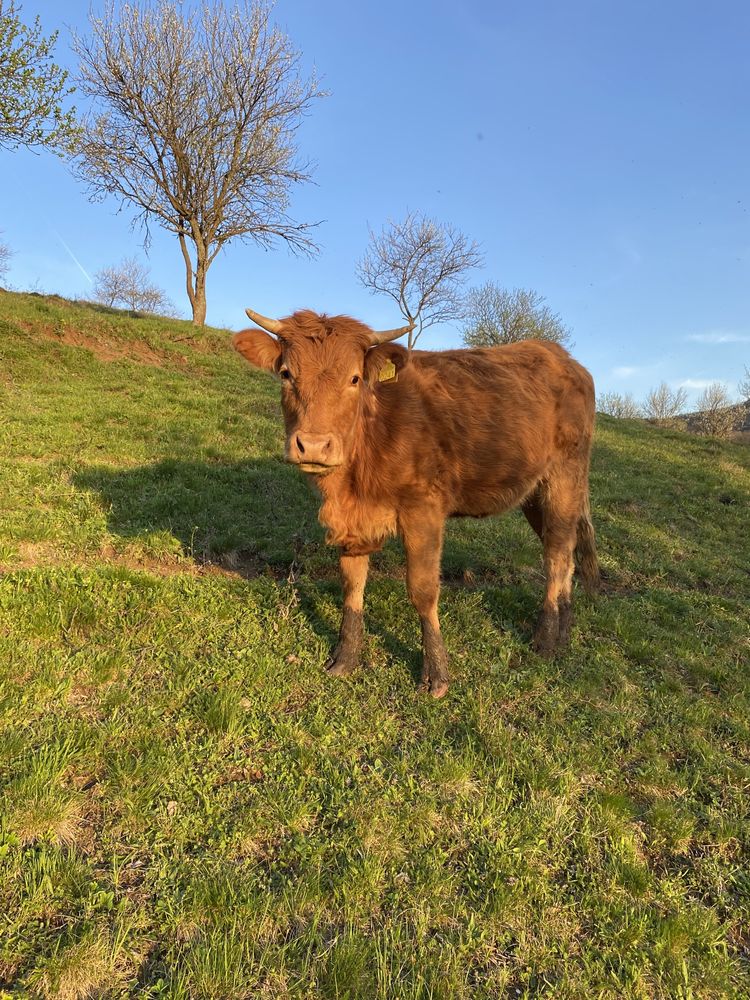 Vând vacă angus si limusine