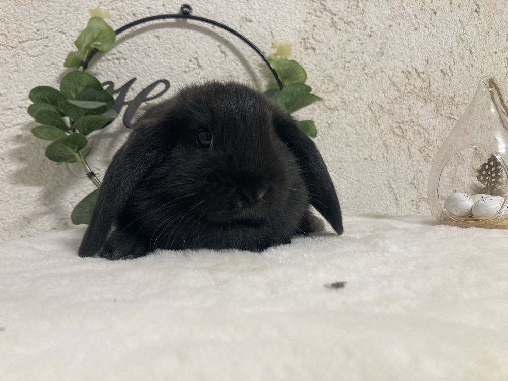 Iepuri pitici de companie berbec pitic/mini lop/holland lop