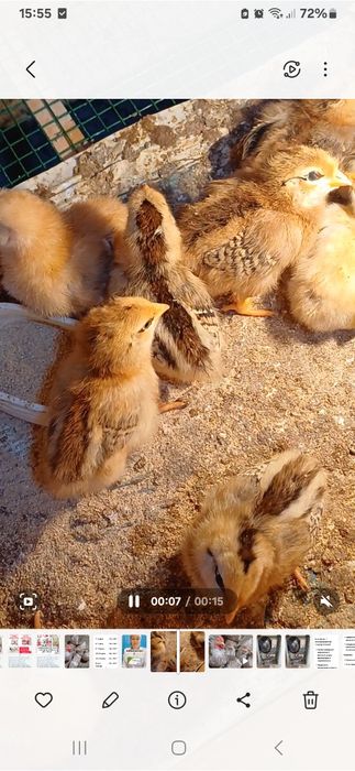 Жужала сотилади 10 кунли.