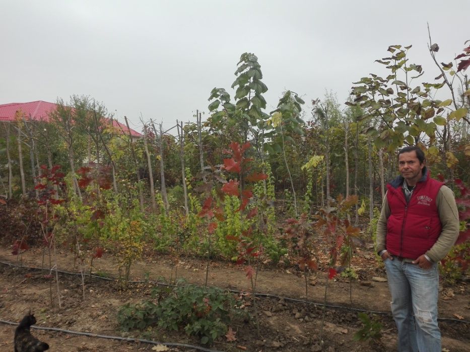 Tei argintiu sau cu frunza mare