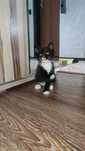 Котенок 1.5 месяца, мальчик.