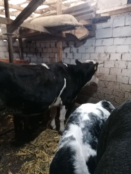 Vacă de vânzare tânăra