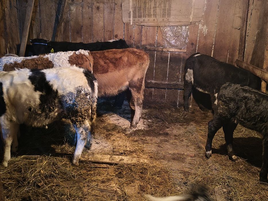 Vițele de vînzare bălțate și angus și belgani frumoase