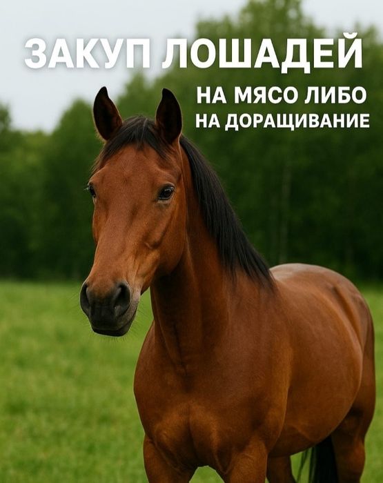 Тай согым с откорыма м