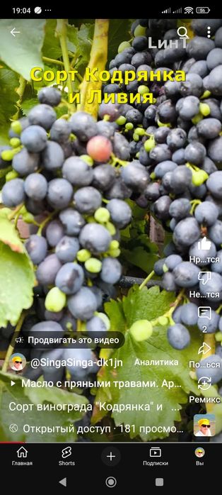 Саженцы винограда "кодрянка"