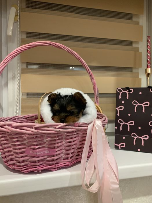 Йоркширский Терьер Подарок На Новый Год