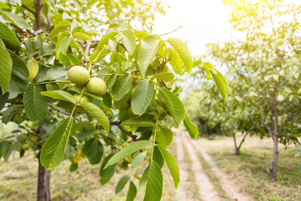 Nuci comuni si altoiti!
