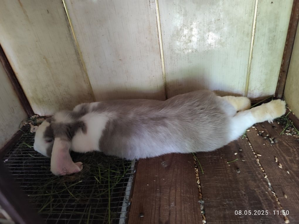 Продаю крольчат французский баран