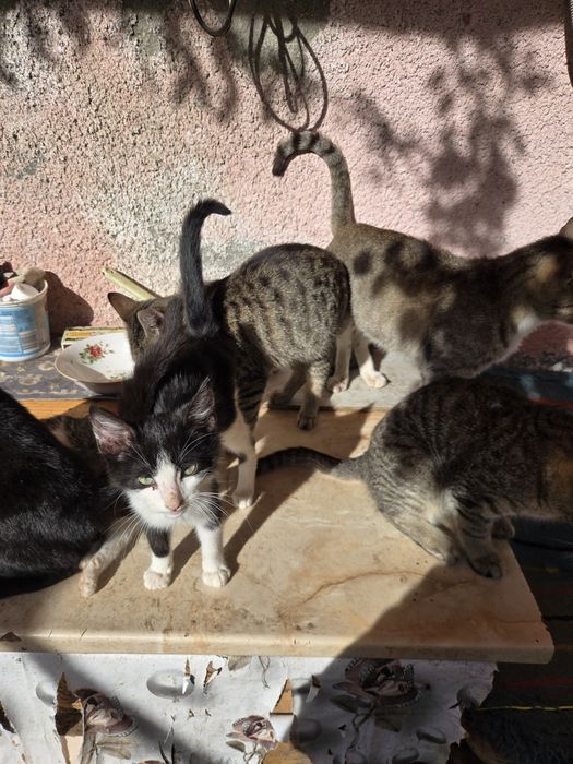 Ofer pisicuti spre adoptie